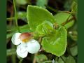 Stalkless Bog-Herb